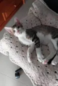 AKILES