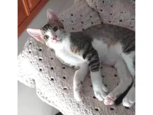 Gato raça SRD-ViraLata idade 1 ano nome AKILES