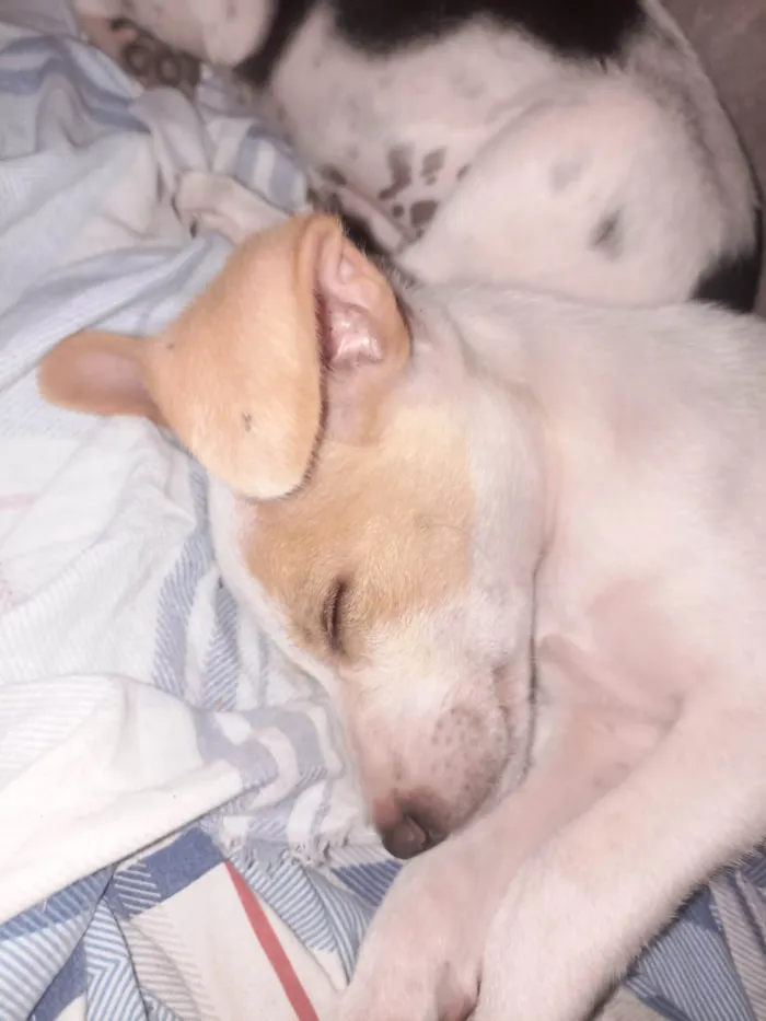 Cachorro ra a SRD-ViraLata idade Abaixo de 2 meses nome Tobias 