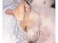 Tobias