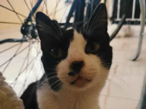 Gato raça SRD-ViraLata idade 2 anos nome Bolinha