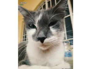 Gato raça SRD-ViraLata idade 1 ano nome Baleinha