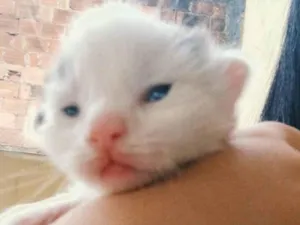 Cachorro raça SRD-ViraLata idade Abaixo de 2 meses nome Algodão, Dengoso, Soneca e Bimbo