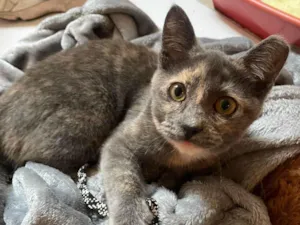 Gato raça SRD-ViraLata idade 2 a 6 meses nome JUJU