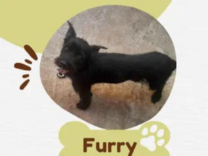 Cachorro raça SRD-ViraLata idade 1 ano nome Furry