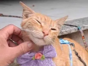 Gato raça SRD-ViraLata idade 1 ano nome ELIS