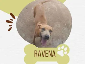 Cachorro raça Pit-Bull idade 1 ano nome Ravena 