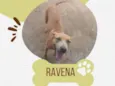 Ravena
