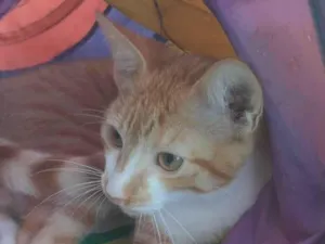 Gato raça SRD-ViraLata idade 1 ano nome HUGO