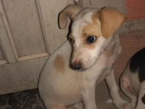 Cachorro raça SRD-ViraLata idade Abaixo de 2 meses nome Tobias 