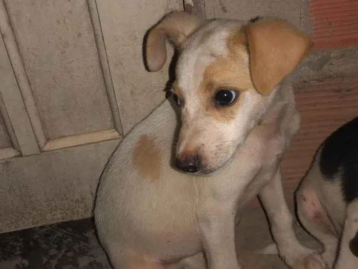 Cachorro ra a SRD-ViraLata idade Abaixo de 2 meses nome Tobias 