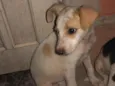 Tobias