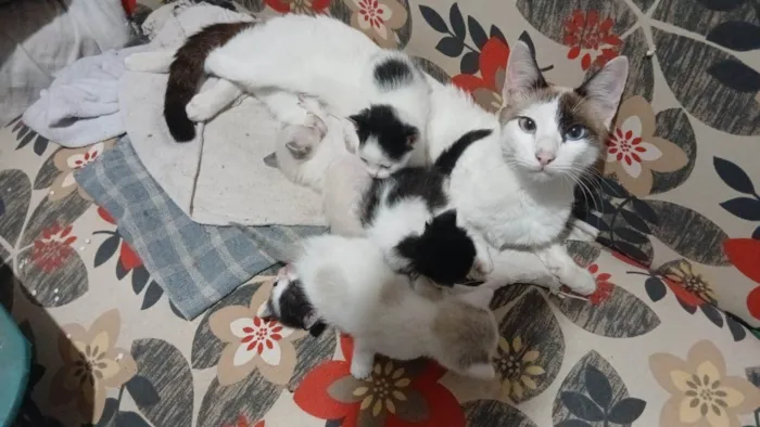 Gato ra a SRD-ViraLata idade Abaixo de 2 meses nome Filhotes da Sol