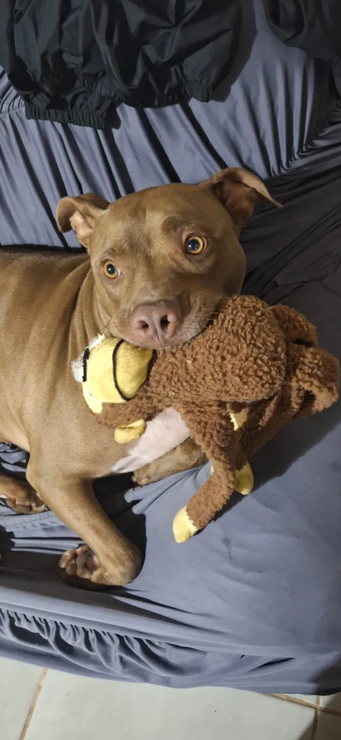 Cachorro ra a Pit-Bull idade 2 anos nome Horus