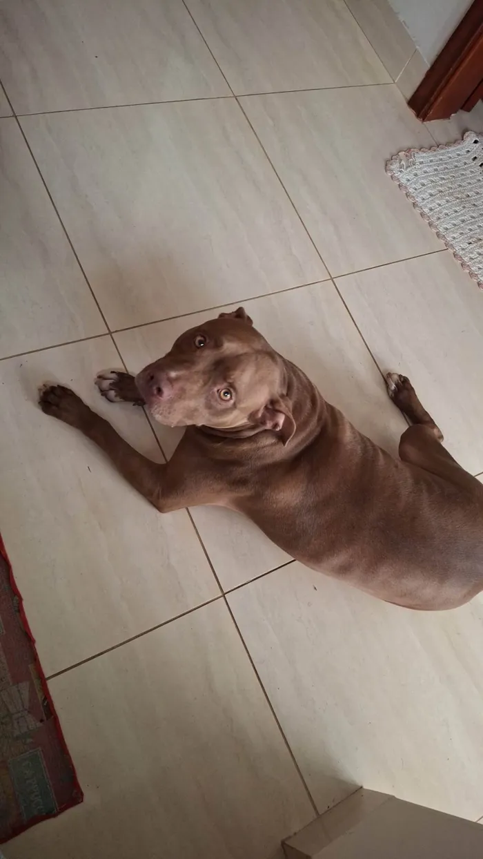 Cachorro ra a Pit-Bull idade 2 anos nome Horus