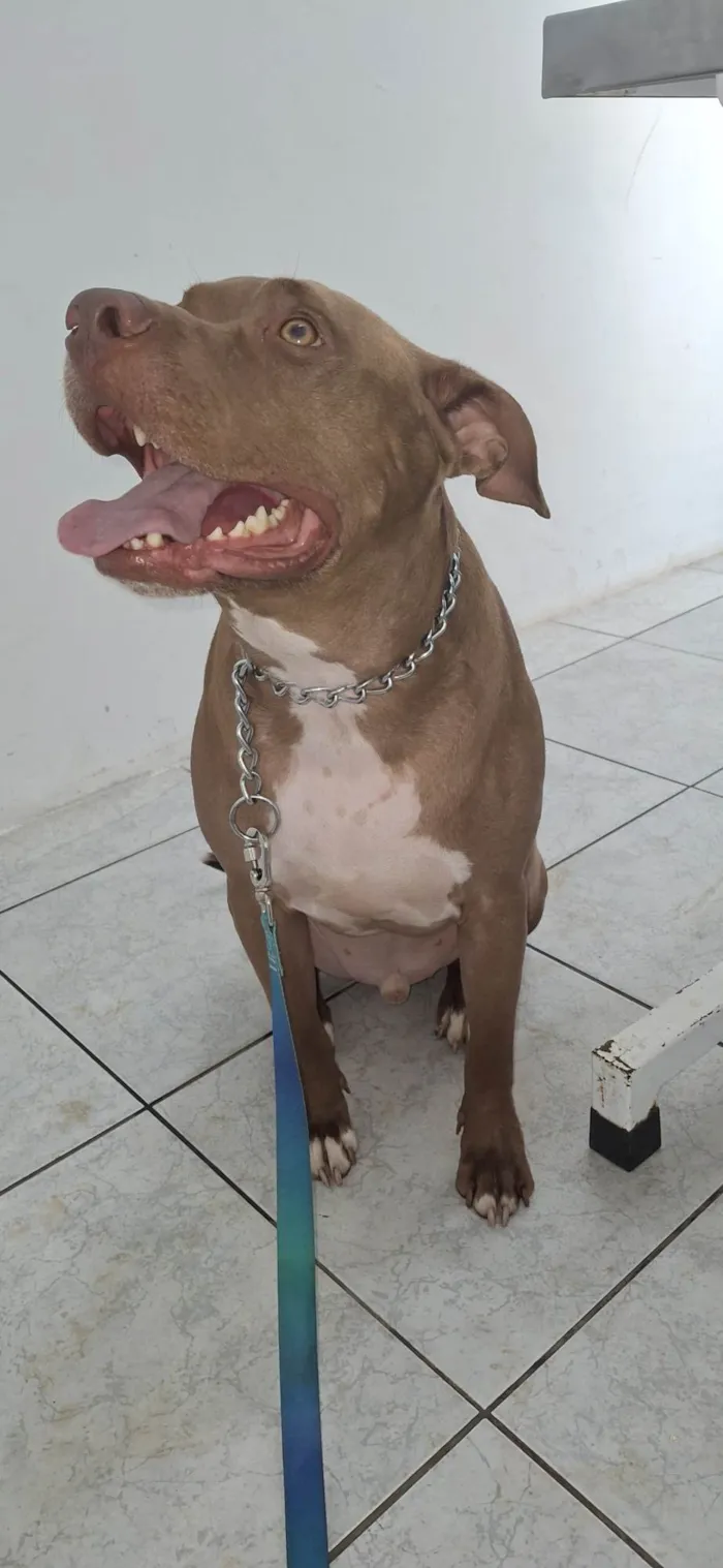 Cachorro ra a Pit-Bull idade 2 anos nome Horus