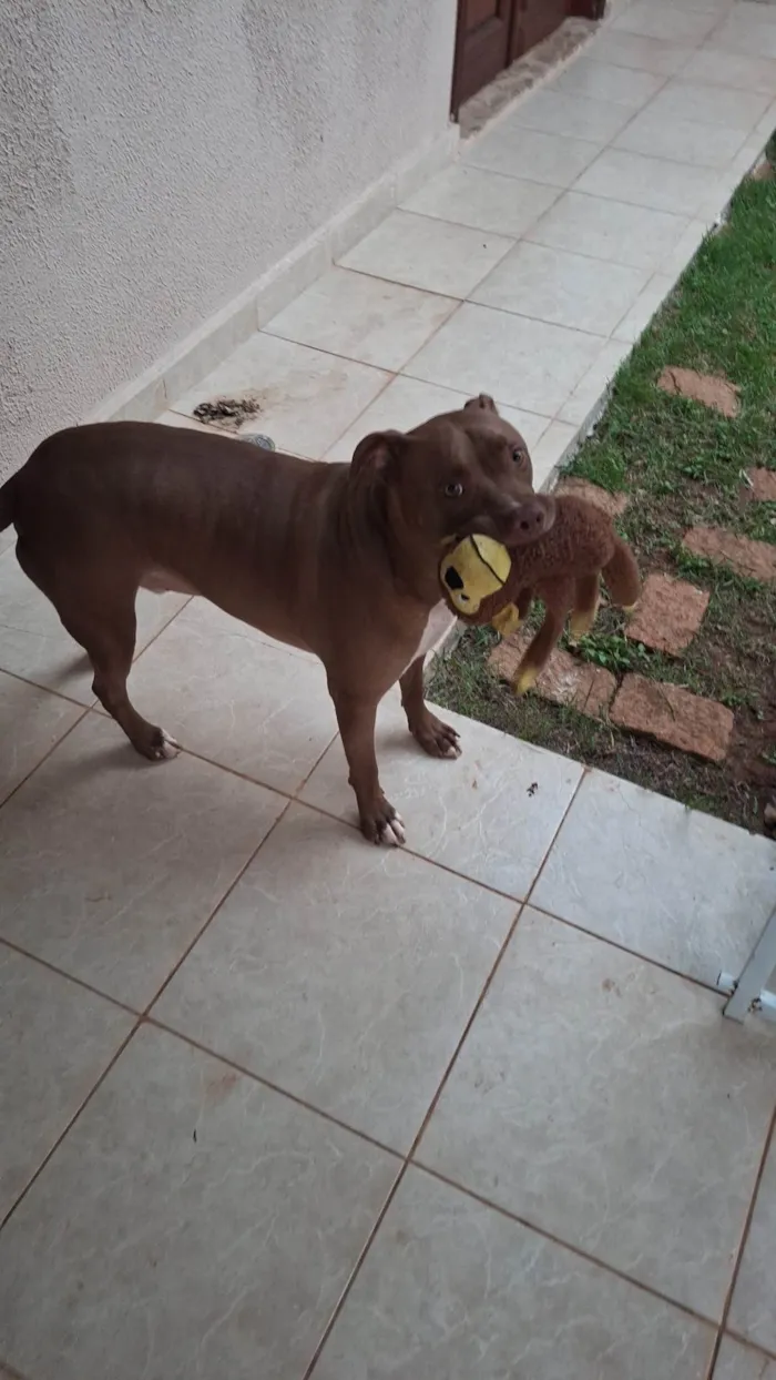 Cachorro ra a Pit-Bull idade 2 anos nome Horus