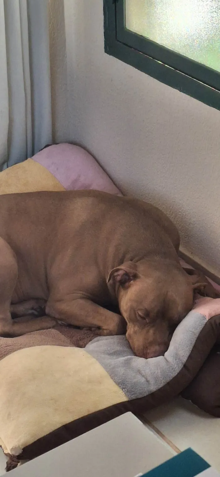 Cachorro ra a Pit-Bull idade 2 anos nome Horus