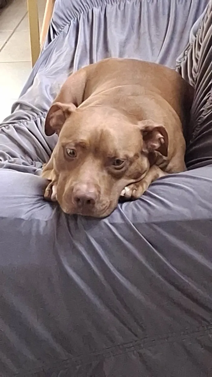 Cachorro ra a Pit-Bull idade 2 anos nome Horus
