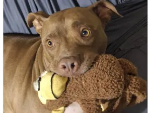 Cachorro raça Pit-Bull idade 2 anos nome Horus