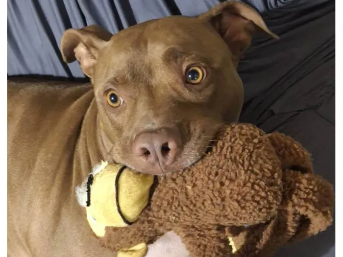 Cachorro ra a Pit-Bull idade 2 anos nome Horus
