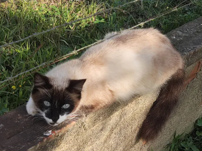 Gato ra a SRD-ViraLata idade 2 a 6 meses nome Sem nome