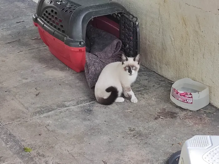 Gato ra a SRD-ViraLata idade 2 a 6 meses nome Sem nome