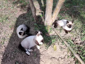 Gato raça SRD-ViraLata idade 2 a 6 meses nome Sem nome