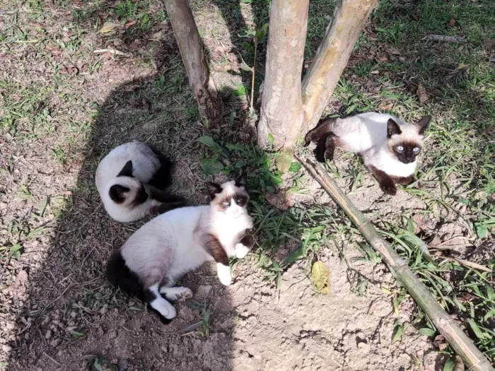 Gato ra a SRD-ViraLata idade 2 a 6 meses nome Sem nome