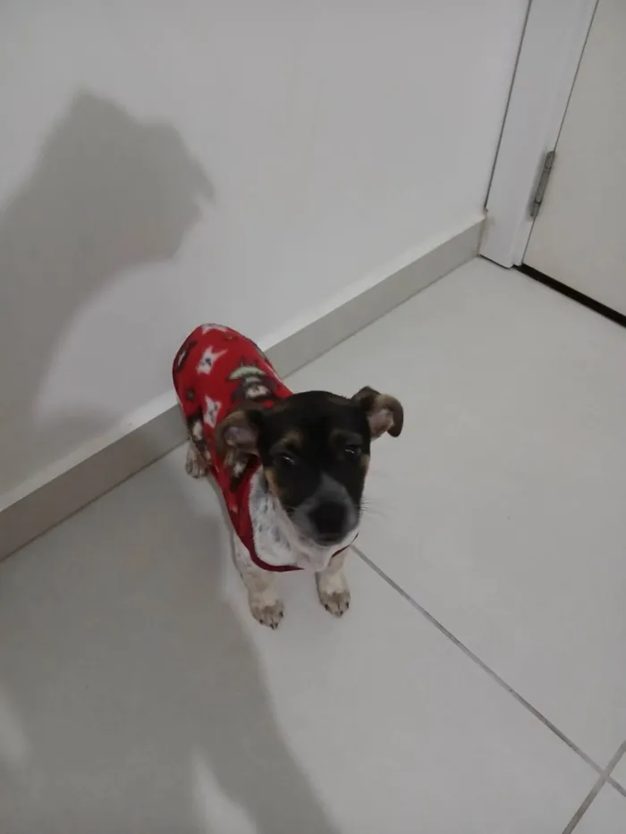 Cachorro ra a SRD-ViraLata idade 2 a 6 meses nome Lis