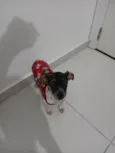 Lis