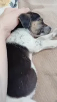 Lis