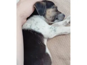 Cachorro raça SRD-ViraLata idade 2 a 6 meses nome Lis
