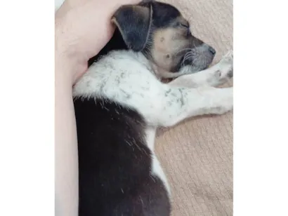 Cachorro raça SRD-ViraLata idade 2 a 6 meses nome Lis