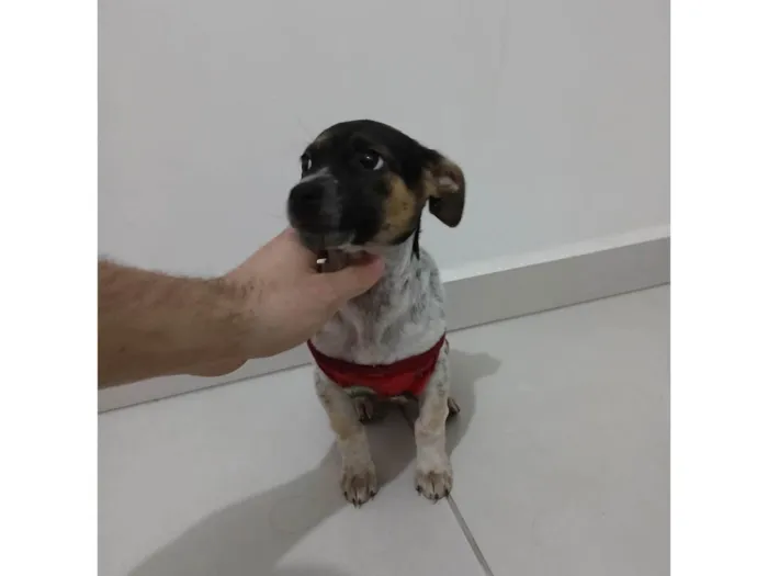 Cachorro ra a SRD-ViraLata idade 2 a 6 meses nome Lis