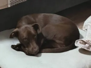 Cachorro raça SRD-ViraLata idade 1 ano nome Milka