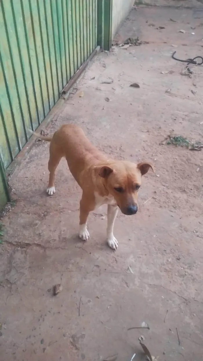 Cachorro ra a Fila idade 2 anos nome Pandora 