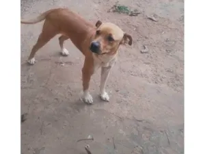 Cachorro raça Fila idade 2 anos nome Pandora 