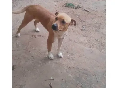 Cachorro raça Fila idade 2 anos nome Pandora 