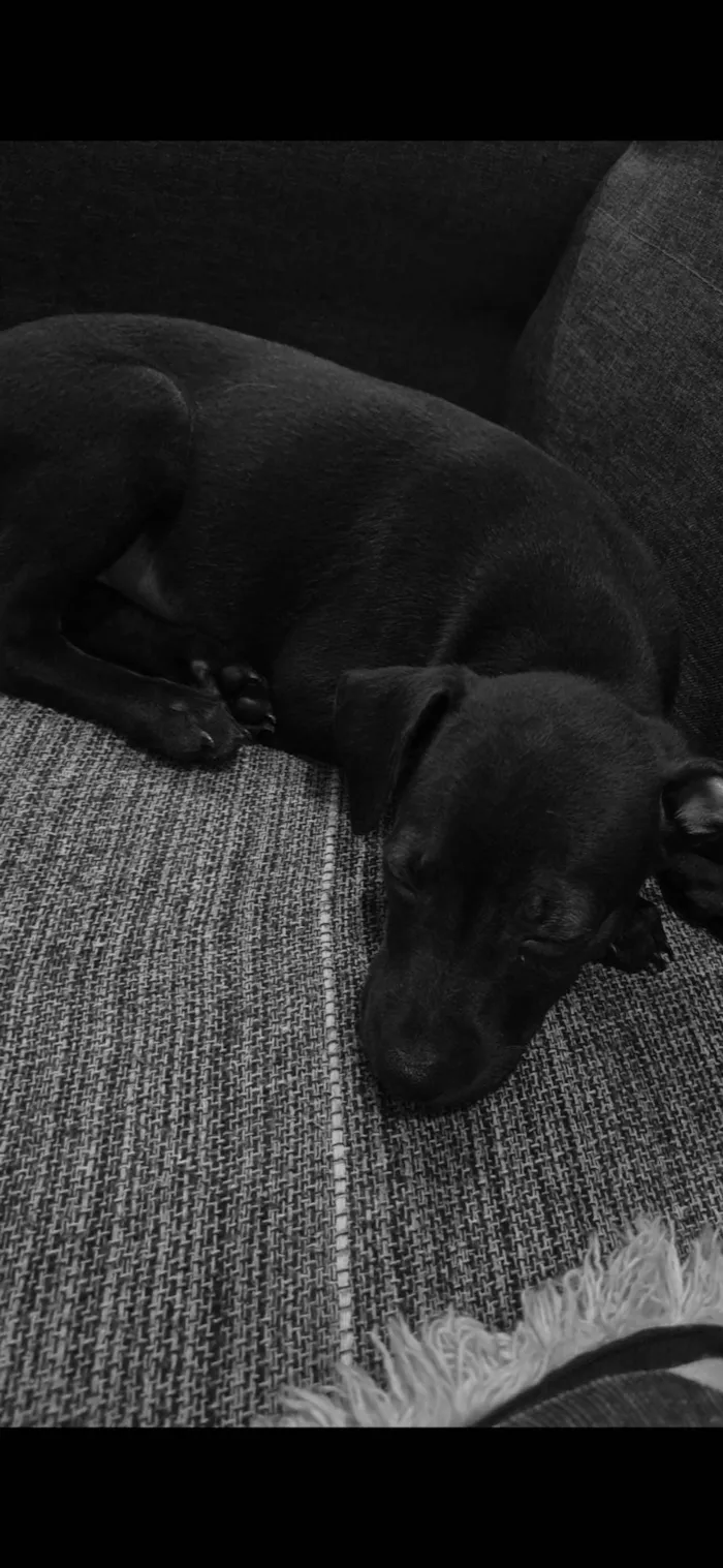 Cachorro ra a Pinscher idade 2 a 6 meses nome Miles