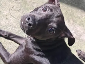 Cachorro raça Pinscher idade 2 a 6 meses nome Miles