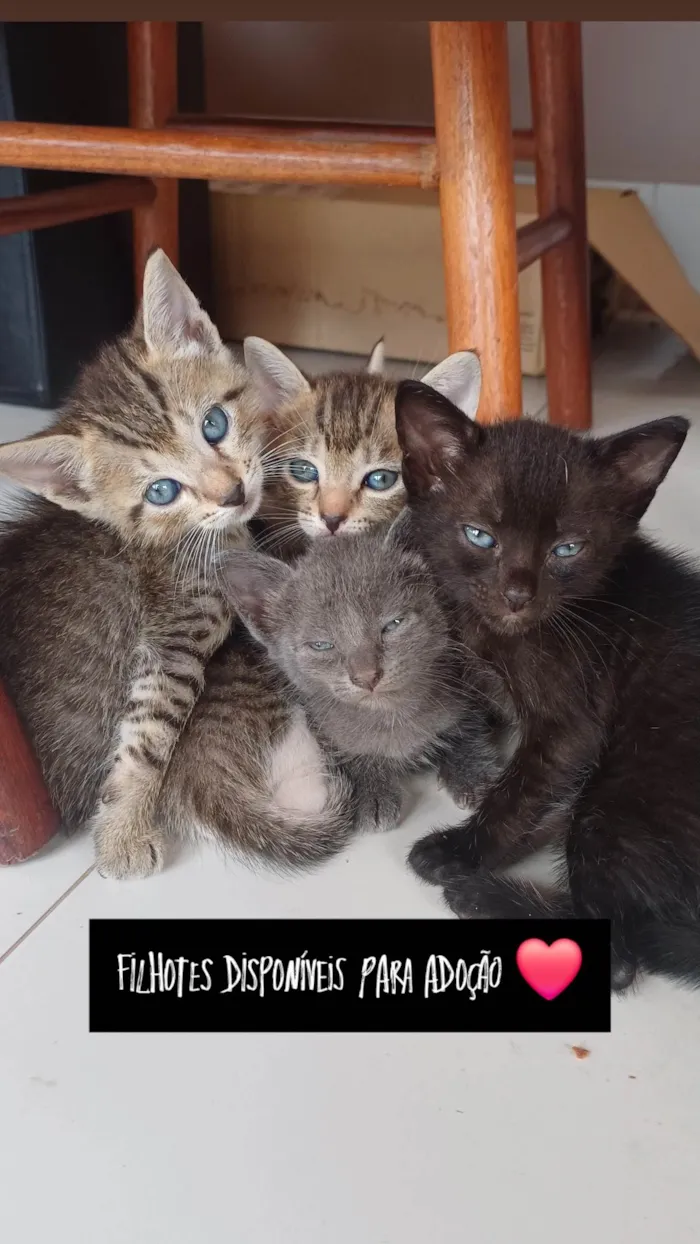 Gato ra a SRD-ViraLata idade Abaixo de 2 meses nome Filhotes