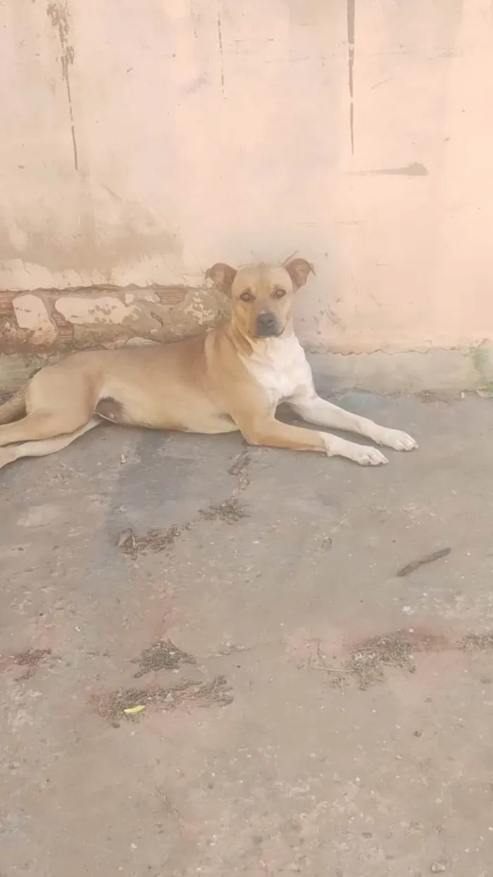 Cachorro ra a Fila idade 2 anos nome Pandora 