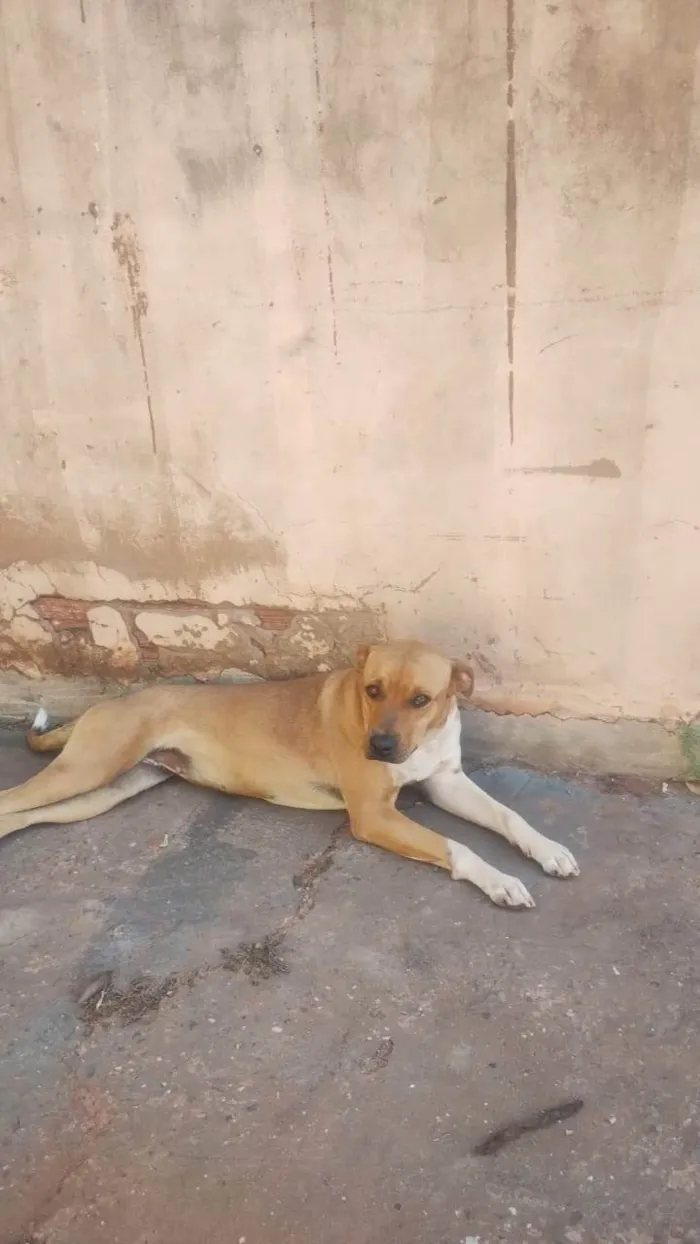 Cachorro ra a Fila idade 2 anos nome Pandora 