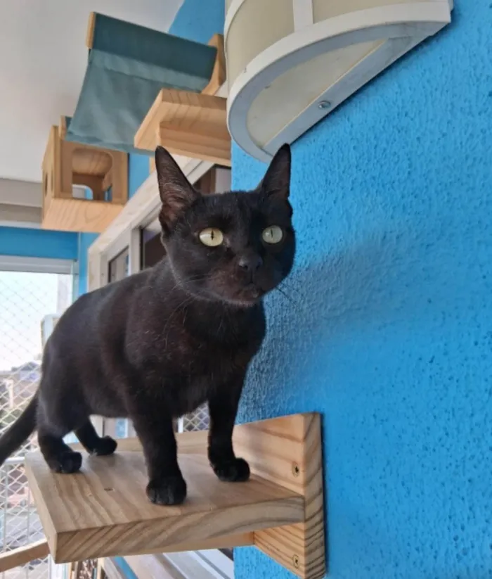 Gato ra a SRD-ViraLata idade 7 a 11 meses nome Preta