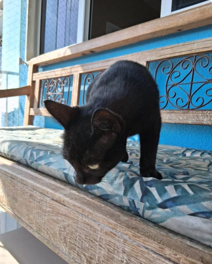 Gato ra a SRD-ViraLata idade 7 a 11 meses nome Preta