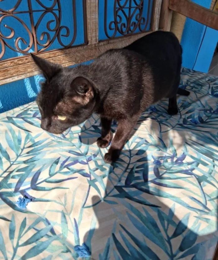 Gato ra a SRD-ViraLata idade 7 a 11 meses nome Preta
