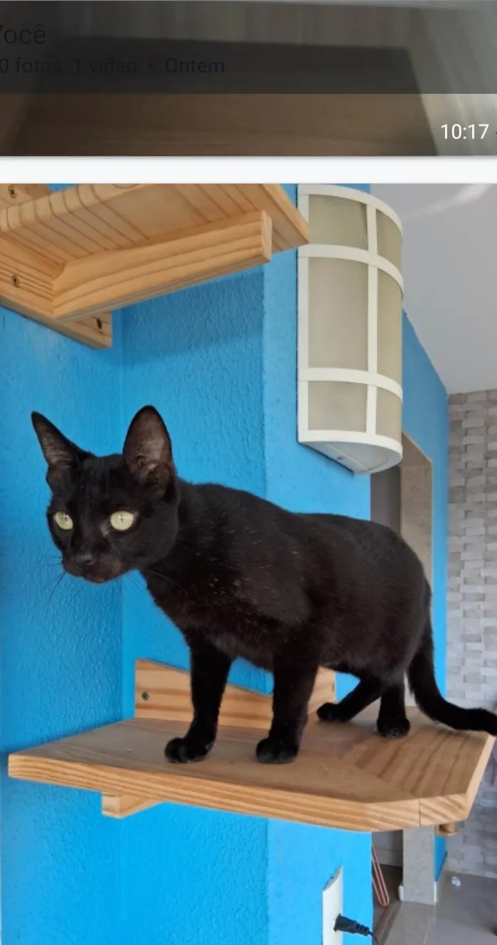 Gato ra a SRD-ViraLata idade 7 a 11 meses nome Preta
