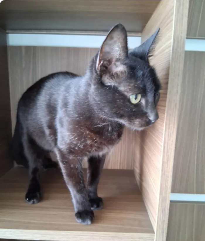 Gato ra a SRD-ViraLata idade 7 a 11 meses nome Preta