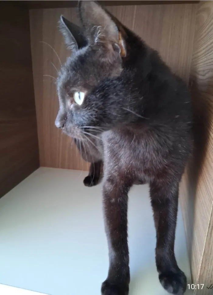 Gato ra a SRD-ViraLata idade 7 a 11 meses nome Preta